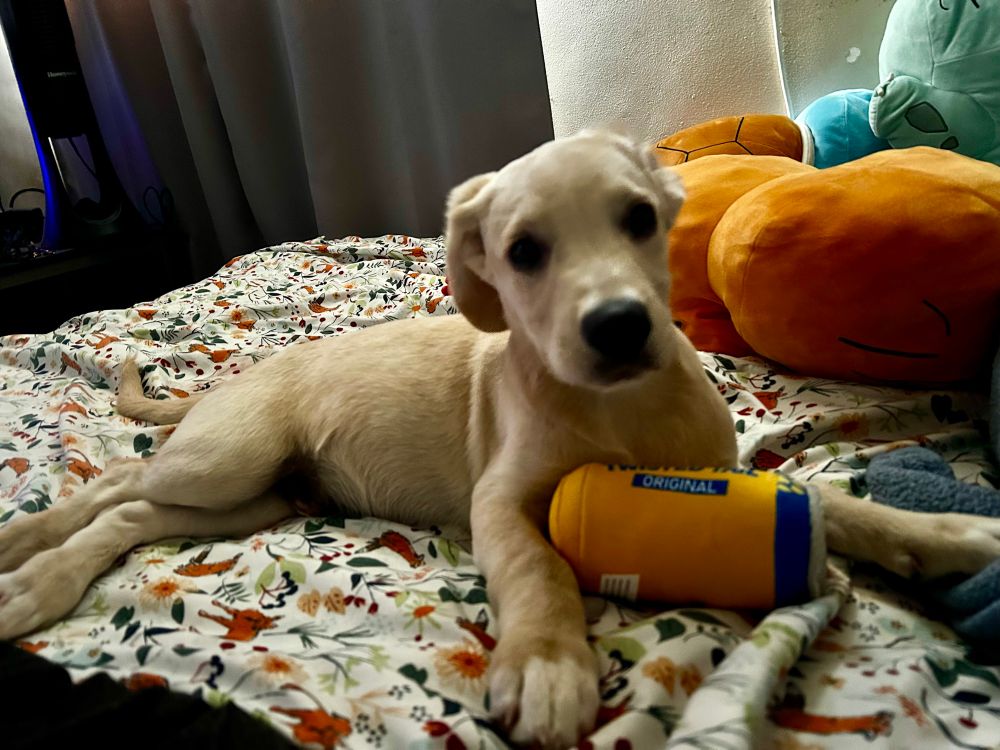 Kaiju with a twisted tea dog toy