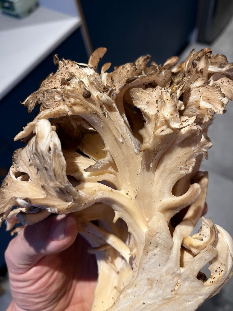Photo of a tasty mushroom