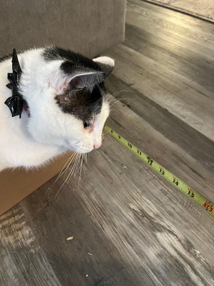 Black and white cat squeezed into a small box. 