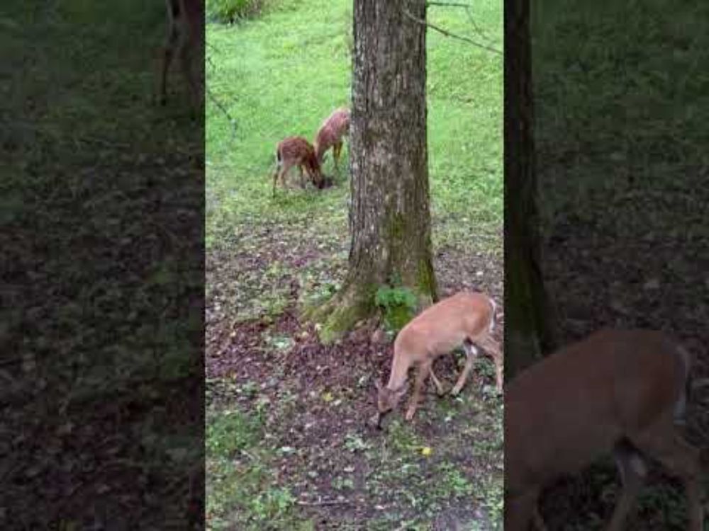 Woke up to the deer in the yard.  #nature #wildlife #deer