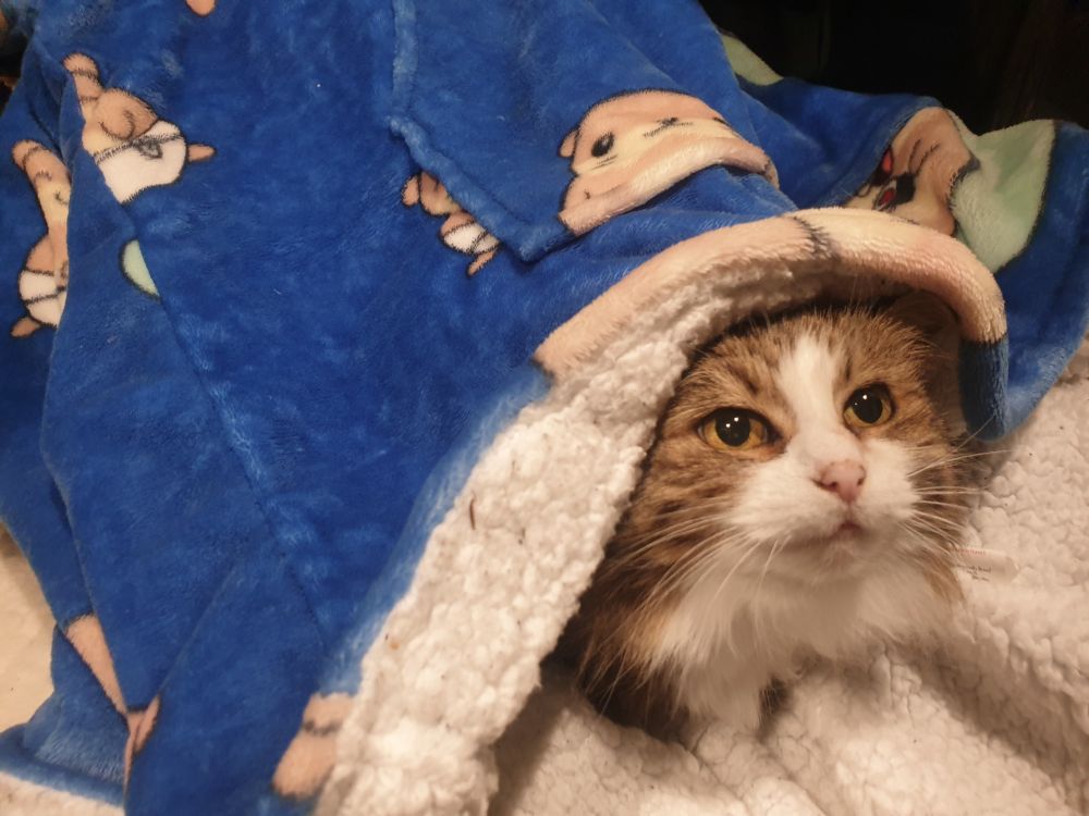 cat in an oodie, peeking out. very good whiskers.