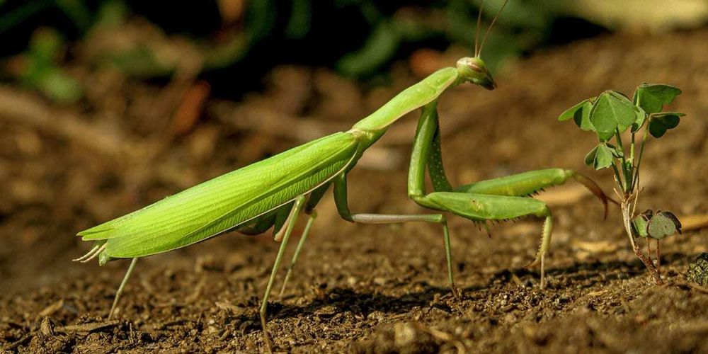 Do Praying Mantis Eat Plants