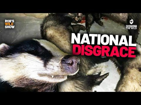 Govt continues to defend sham Badger cull “review”