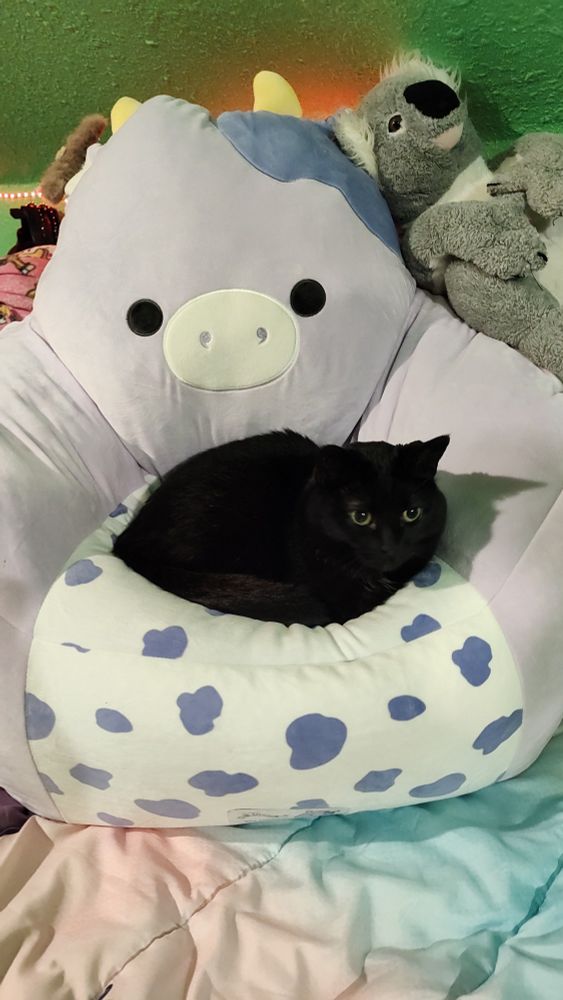 A picture of an entitled and spoiled black cat with green eyes curled up on a white and lavender cow Squishmallow Bubba chair for kids, with a koala plushie and a green wall in the background