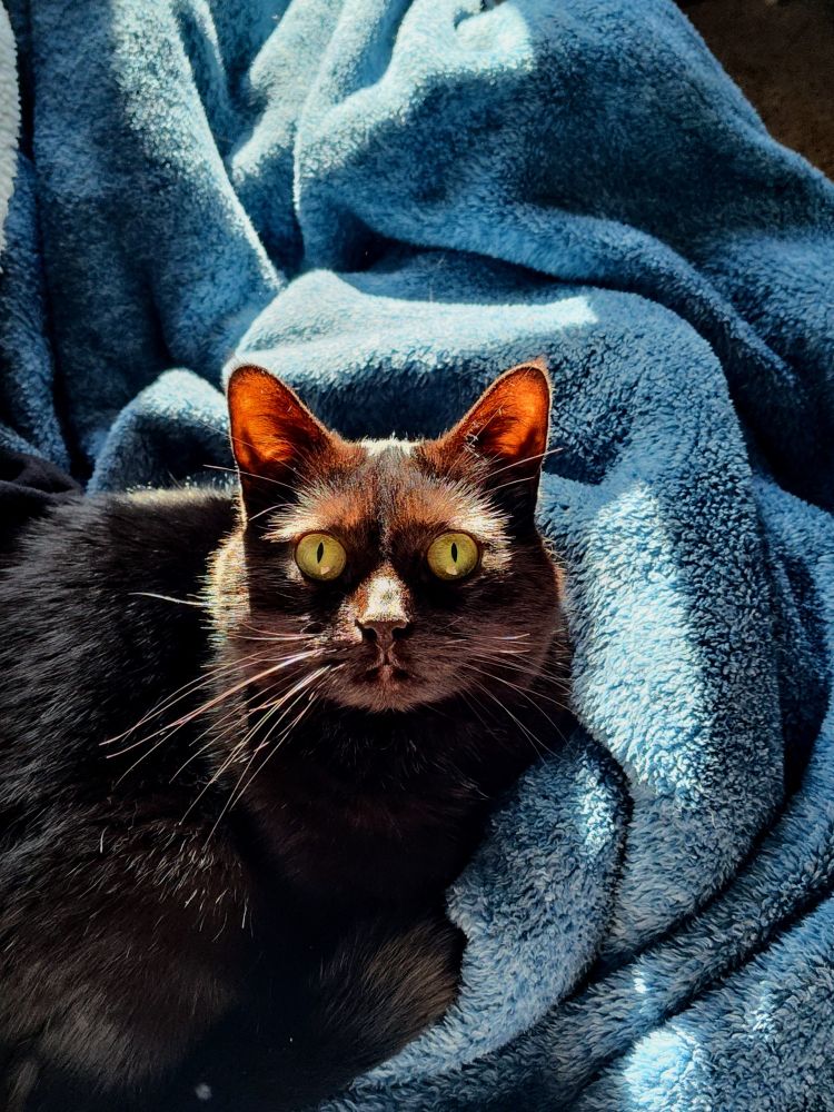 A picture of a black cat with green eyes, lying on a real one teal fuzzy blanket, backlit by the sun and looking intense and very focused.