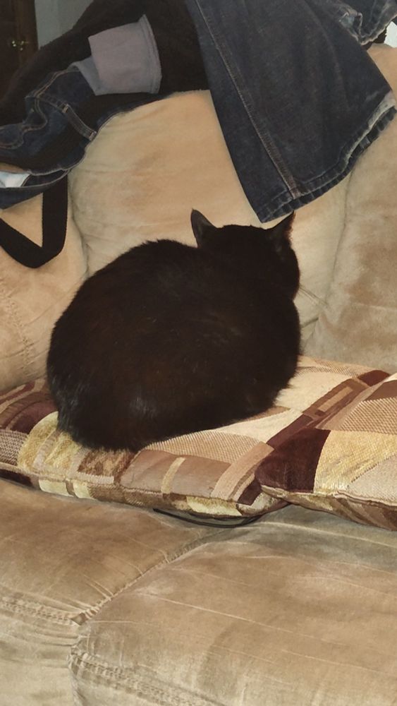 A black cat sitting on a tan and brown couch pillow on a tan couch. You can only see the back of her, because she's pouting.