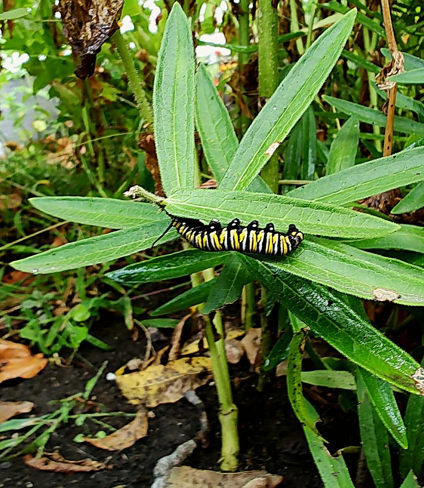 A picture of a green stem and leaves from a milkweed plant, with a black and yellow striped Monarch caterpillar on a leaf, surrounded by other green foliage and brown dirt.