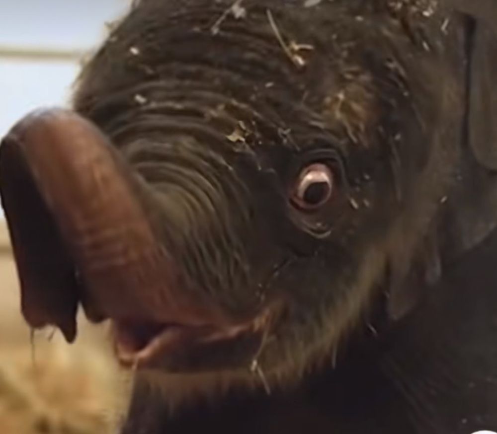 A picture of a baby elephant with a comically widened eye, looking distressed (although she's not! That's just how she is, she is okay!).