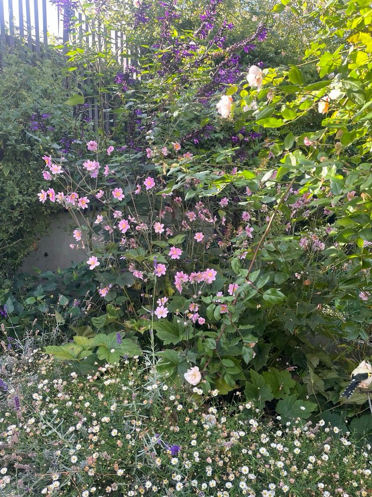 Detail colour shot of an urban garden: daisies ('mexican fleabane') in teh foreground, a one metre+ tall pink japanese anemone on n odding acquaintance with some white/pink-ish climbing roses; behind the anemone is a tall, deep purple salvia about 2 metres high, and behind it more clematis and a high grey railing.