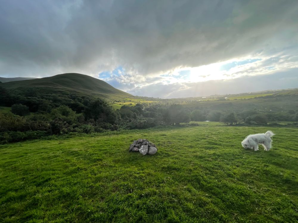 Colour photo of a Kerry field with a small cairn of rocks in the foreground and to the right of it a white fluffy samoyed dog, Milo, sniffing in lush green grass. Down the hillside from them are more pasture, scrubby trees, sunlit fields from a large break in grey rainclouds, and a distant mountain. 