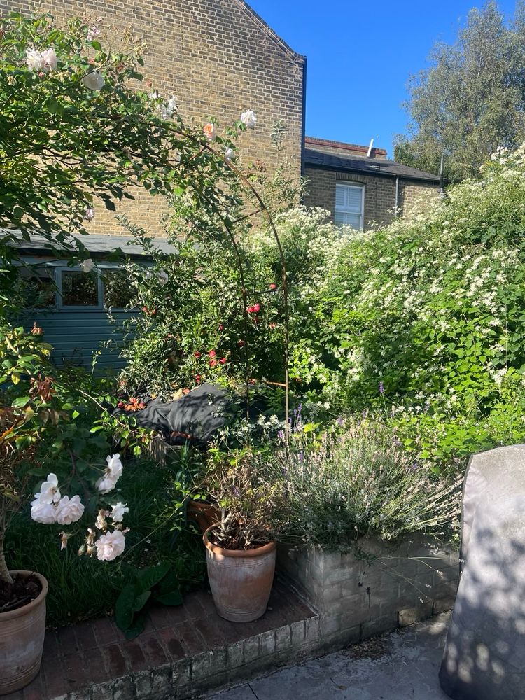Colour photo of a packed urban garden. Left of frame a metal arch with a blush pink climbing rose, dark green shed in the background backed onto another terraced house, and an apple tree dotted with ripe red appples. Then in centre foreground; pot with a small shrub, low wall packed with lavendar, and a rampant small white flowered clematis running the length of the garden.
