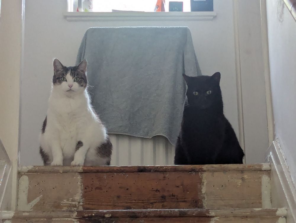 Poppy a bi colour tabby and Bast a black cat staring down at the viewer from the top of a staircase