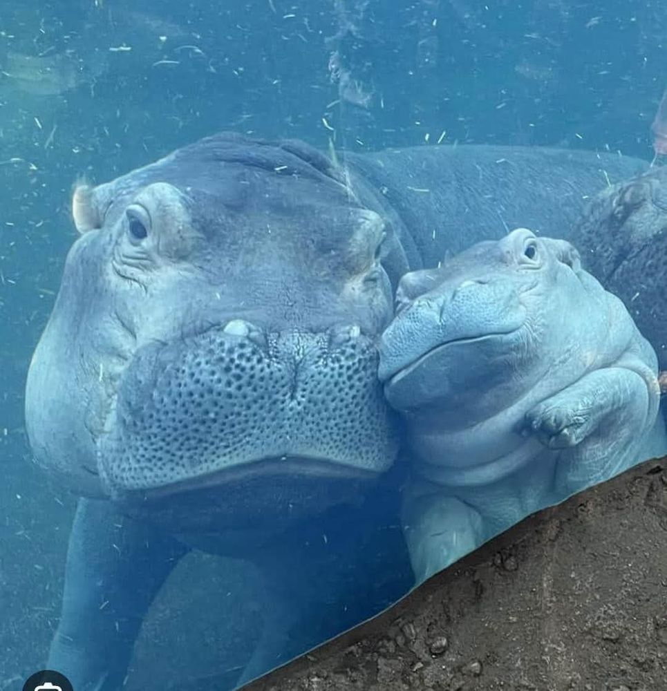 A happy little hippo and its mom, cuddling and smiling near the glass.