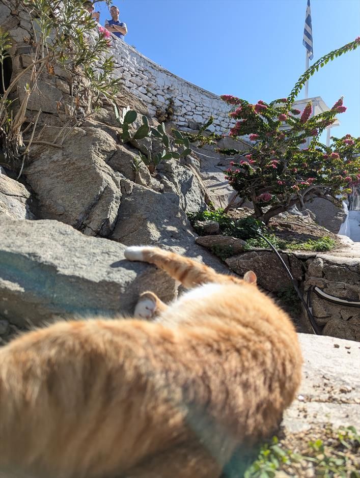 An orange tomcat flops around in the sun with plants around him.