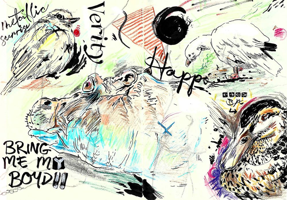 Pencil crayon and ink sketchbook drawings of a hippo, small bird, goose, and duck
