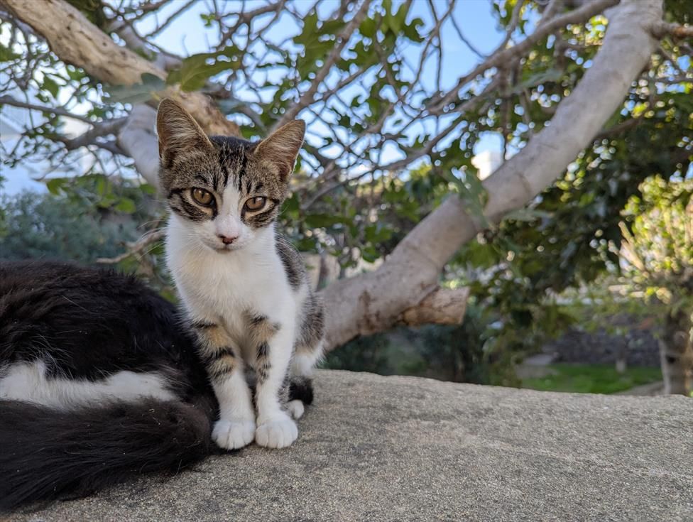 A little kitten sits next to his mom on a ledge in a park. A beautiful, sunny day.