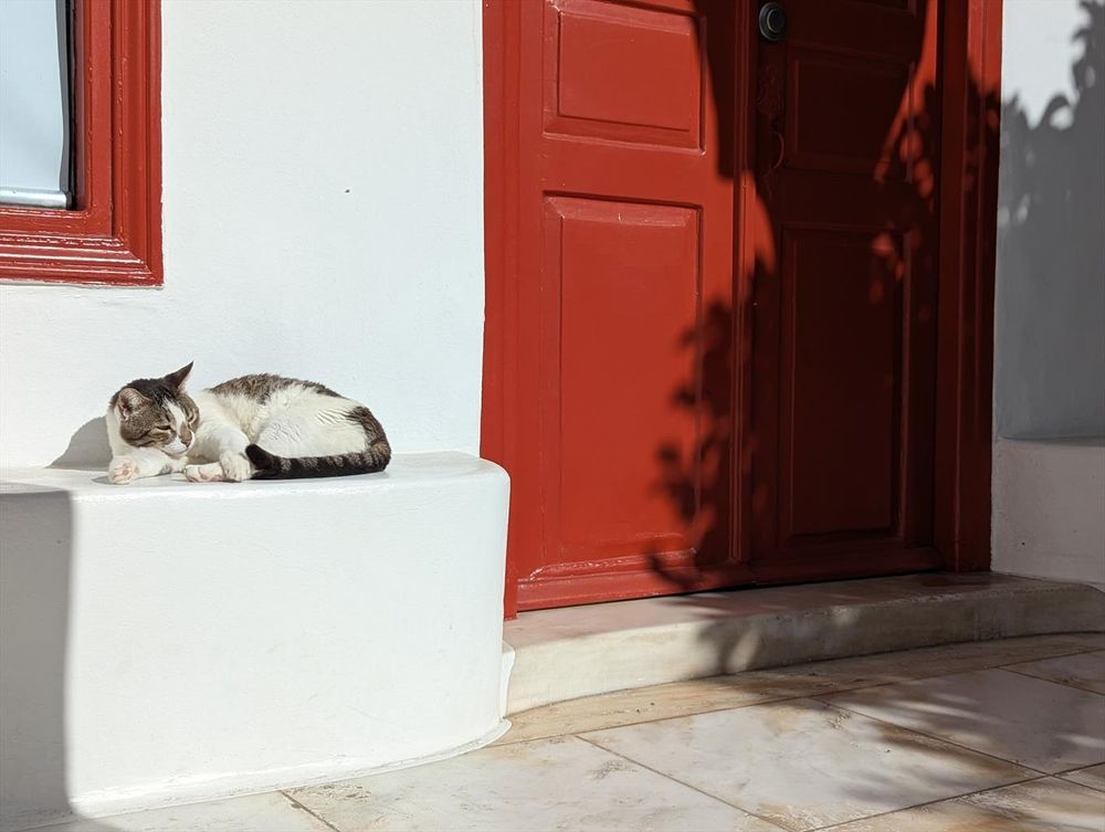 A white, peach, and brown cat lounges in the sun in front of a picturesque red and white building.