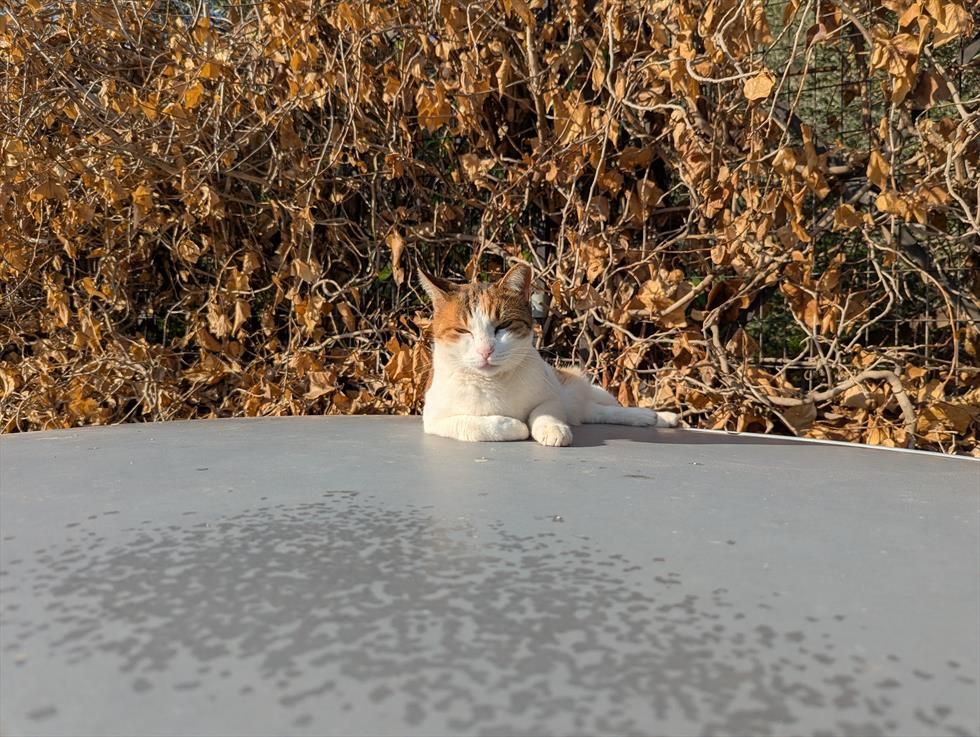 A cat on a car roof looks expectantly at the camera.
