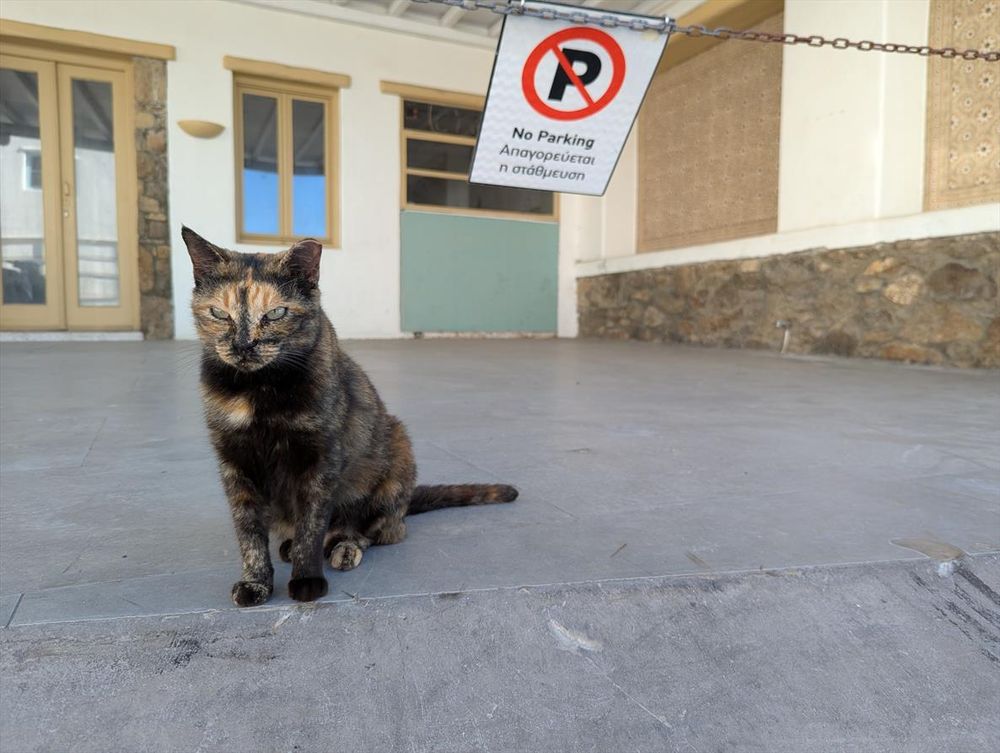 An angry looking tortie cat sits in front of a no parking sign that blows in the wind. An empty-looking building sits in the background.