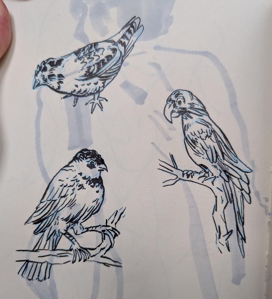 An assortment of bird drawings in black and white, including a chickadee and parrot.