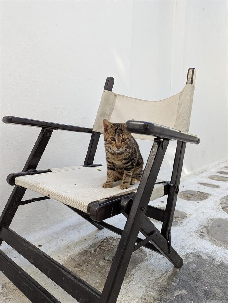 A little tabby cat sits on a director-style chair and peers around at the scenery.