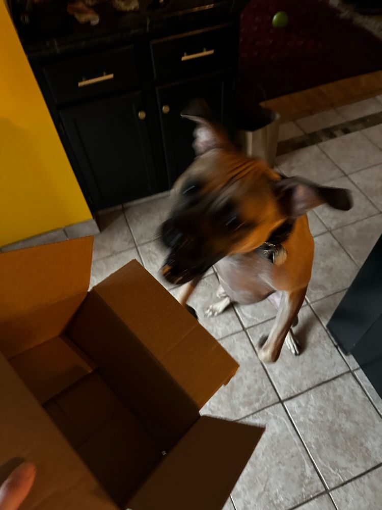 my beautiful tan pit mix son, hurling himself  in the direction of a cardboard box, his favorite thing to attack, mouth in chomping position 