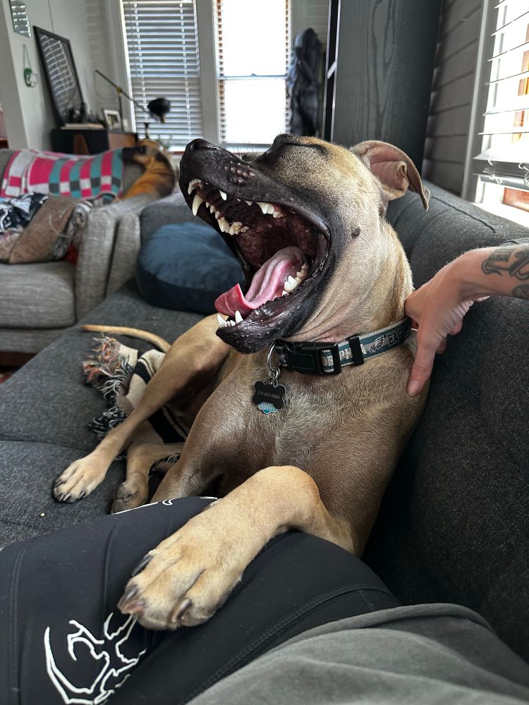 pit mix pup with his mouth wide open in a yarn but it sort of looks like he’s laughing 