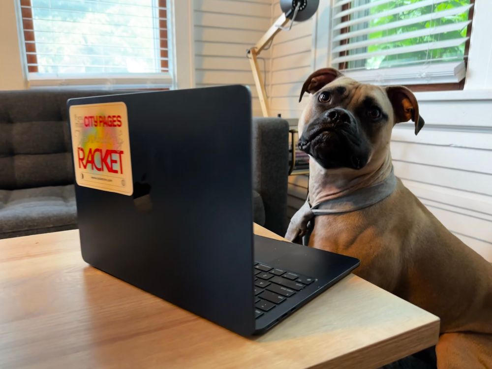 a pit mix wearing a gray tie sits at a black laptop, looking flummoxed and staring in the direction of the camera