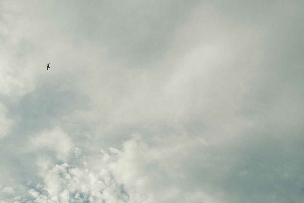 A lone bird flying under the clouds 