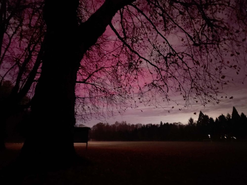 A large oak tree sits dark in the foreground as Aurora borealis lights the clouds in the sky in hues if pink and purple 