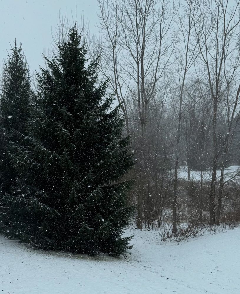 A snowy scene with a spruce tree