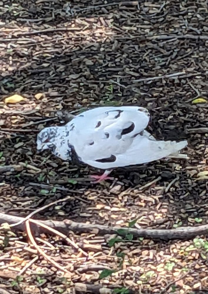 A white pigeon with gray speckles on its head and black feather tips creating a spotted/scalloped effect. The arc of its back is confusingly interrupted by a void between its wings where the tail feathers should be. The bird seems unbothered and focused on the grass.