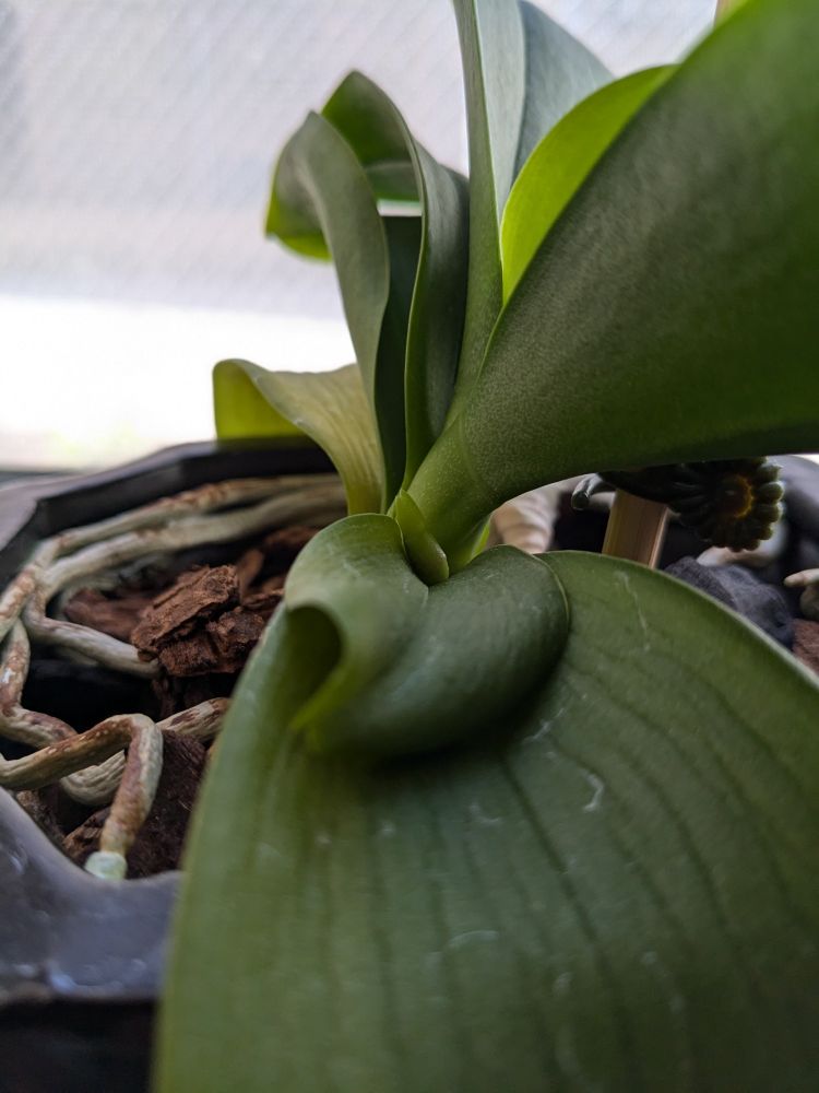 A close view of a phalaenopsis orchid in a black pot on a windowsill. A tiny green flower spike peeks out between leaves of varying sizes.