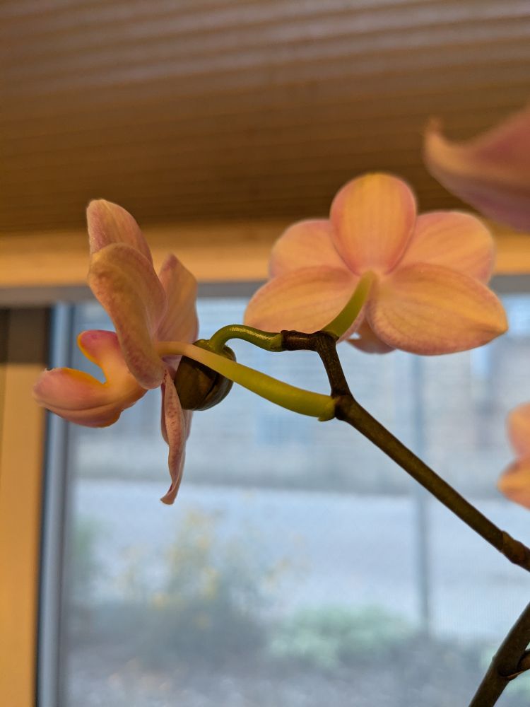 Two small orchid flowers growing from the same stem, with a green bud extending between them.