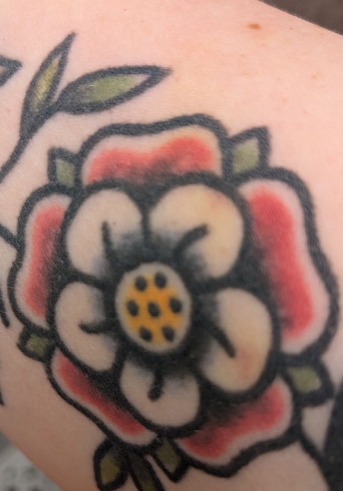 Close up of a tattoo of a Tudor rose in traditional-inspired style. Two of the inner "white" petals frame spots of brownish-yellow bruising. (Don't worry, it's just from fight rehearsal.) A very faint smudge of yellow bruise extends outward across one of the outer red petals and onto the nearby skin.
