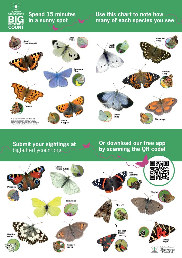 Butterfly Conservation's Big Butterfly Count identification guide for England with photos of each species