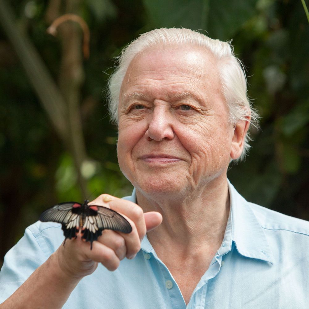 Sir David Attenborough in a blue shirt, smiling while holding up a butterfly on his hand
