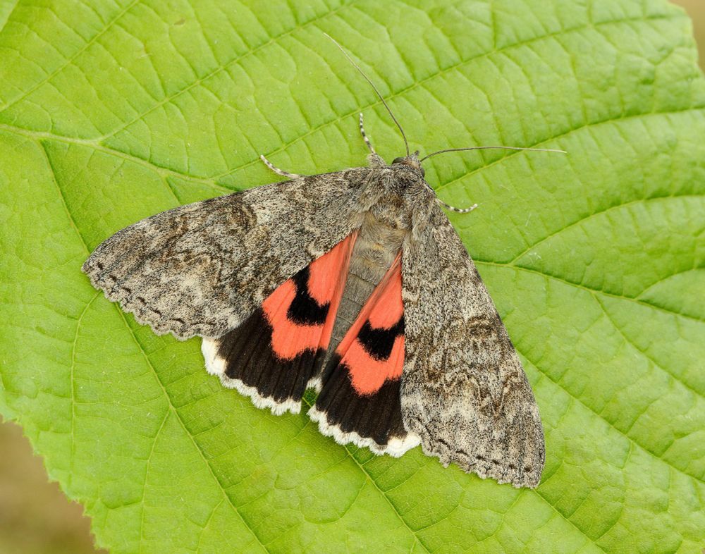 A large grey moth with striking red and black underwings, resting on a green leaf