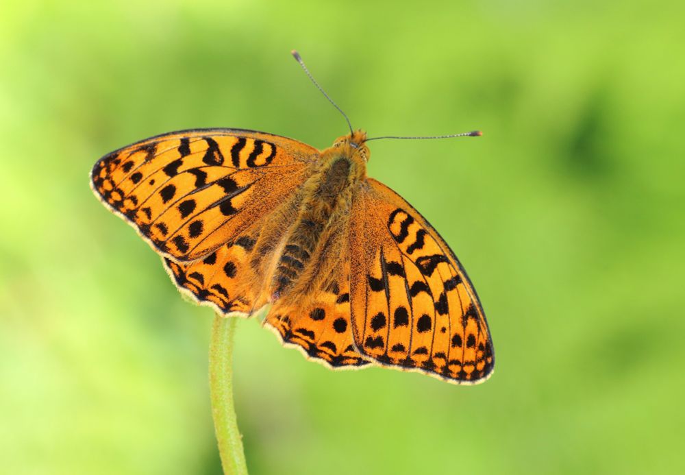 A large orange and black fritillary butterfly resting on a plant against a soft green background