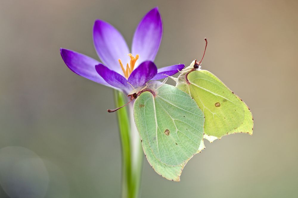 Two Brimstone butterflies mating underneath a purple crocus