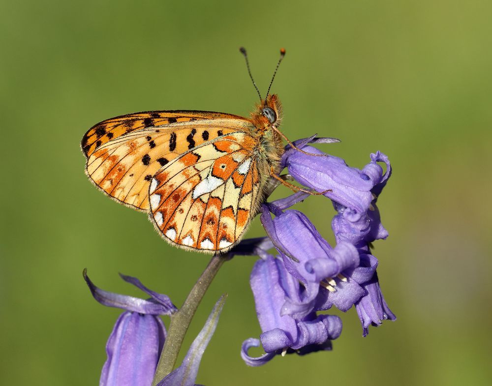 Side view of a Pearl-bordered Fritillary resting on a bluebell with wings closed