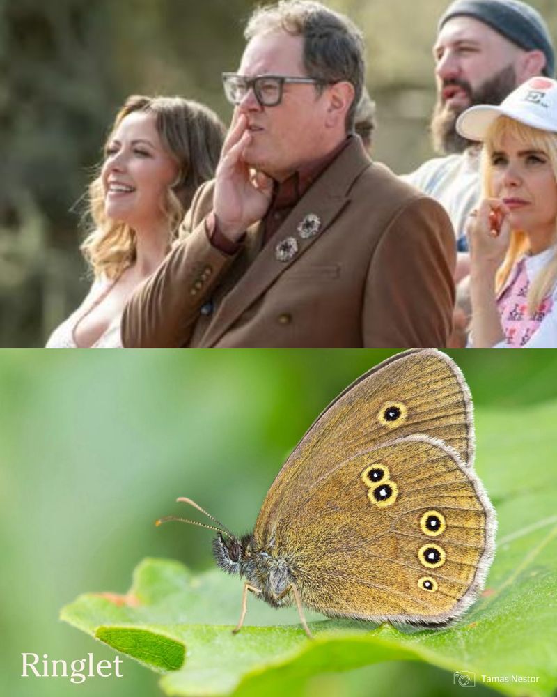 Alan Carr matched to a Ringlet butterfly.