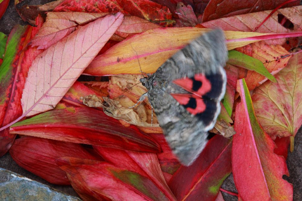 A Red Underwing moth, its wings blurred in action, against a background of red autumn leaves.
