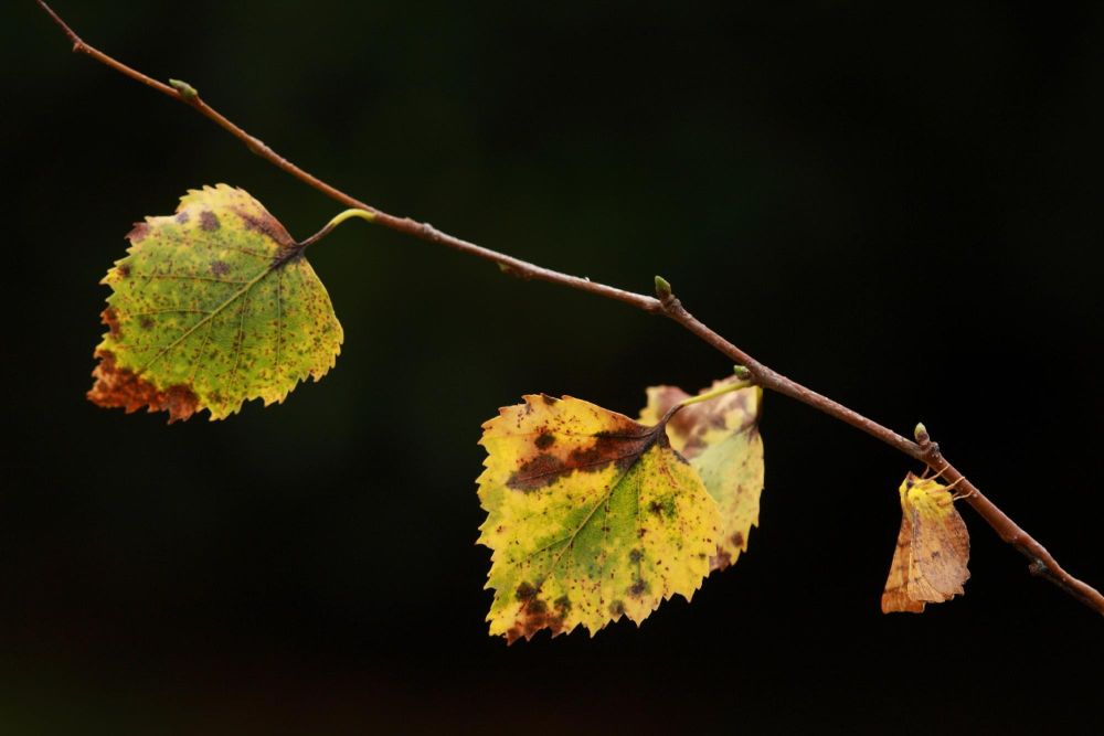 Canary-shouldered Thorn moth doing an excellent impression of the autumn leaf it's resting next to on a branch, against a black background