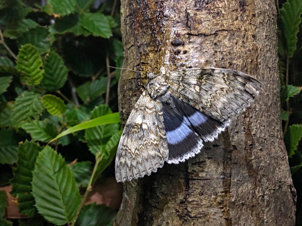 A large grey moth with blue striped hindwings feeding on something sticky on a tree trunk