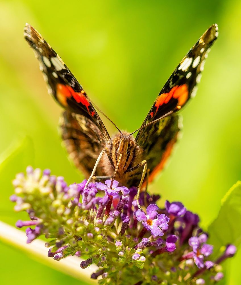 A Red Admiral butterfly faces directly at the camera while feeding on buddleia flowers against a vibrant green background