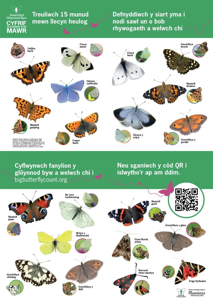 Butterfly Conservation's Big Butterfly Count identification guide in Welsh with photos of each species