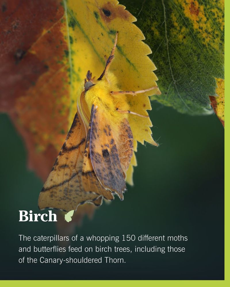 Canary-shouldered Thorn moth resting on a yellow birch leaf. Text overlay reads: 'Birch. The caterpillars of a whopping 150 different moths and butterflies feed on birch trees, including those of the Canary-shouldered Thorn.'