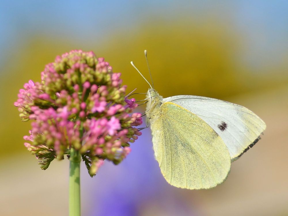 Large White butterfly feeding on a pink flower