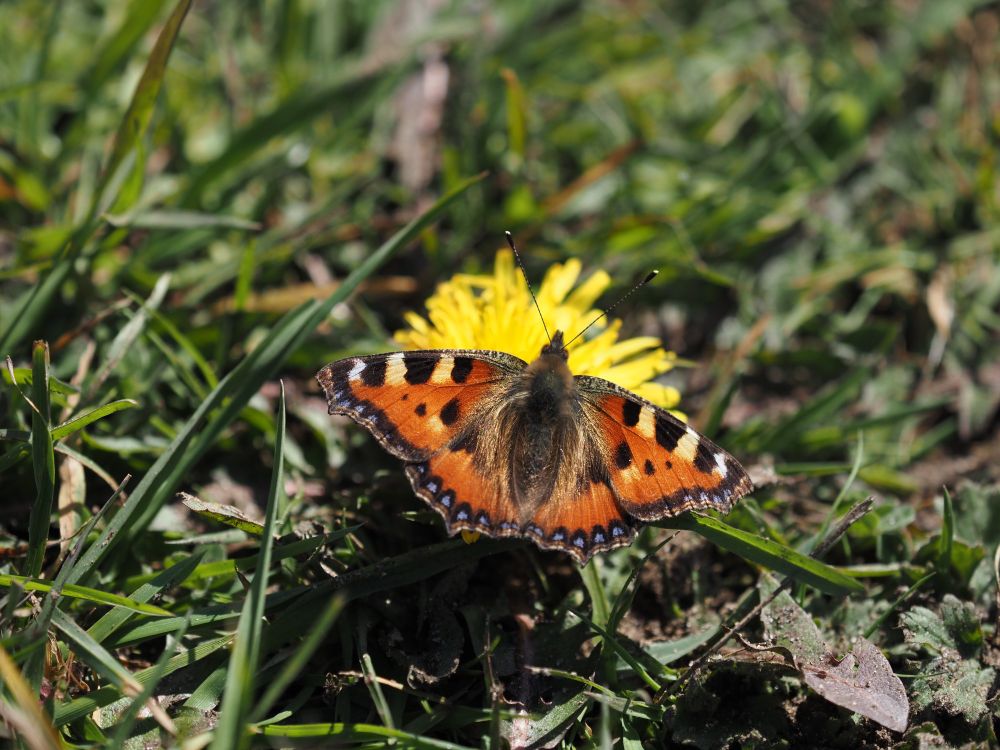 Small Tortoiseshell butterfly feeding on a dandelion close to the ground